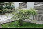 燈稱花01.jpg