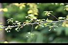 燈稱花08.jpg