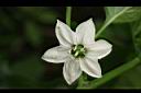 燈籠椒-花04.jpg