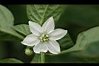 燈籠椒-花01.jpg