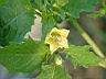 燈籠草-花02.JPG