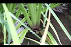 燕子花-葉基00.JPG