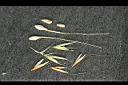 燕麥-實0.jpg