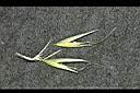 燕麥-實2.jpg