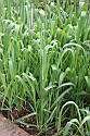 燕麥11.jpg