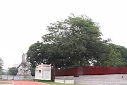 大葉巴克豆06.JPG