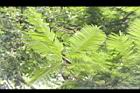 大葉巴克豆-葉03.JPG