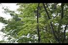 大葉巴克豆15.jpg