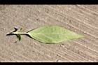 爪哇黃芩-葉背04.JPG