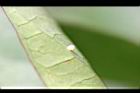 大白斑蝶-卵05.JPG