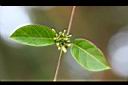 爬森藤-花苞01.jpg