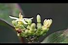 爬森藤-花04.jpg