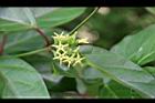 爬森藤-花07.jpg