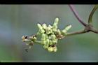 爬森藤-花苞00.jpg