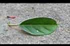 爬森藤-葉正1.jpg