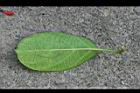 爬森藤-葉背0.jpg