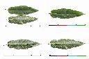 牛奶榕-葉1.jpg