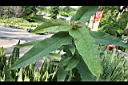 牛奶榕06.jpg