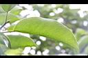 牛油果-葉01.JPG
