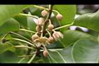 牛油果-花01.JPG