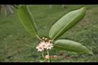牛油果-花03.JPG