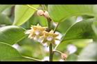 牛油果-花05.JPG