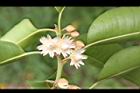 牛油果-花07.JPG