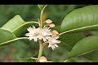 牛油果-花08.JPG