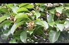 牛油果-花序01.JPG