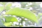 牛油果-葉00.JPG