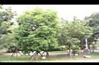 牛油果02.JPG