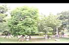 牛油果03.JPG