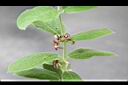 牛皮消-花00.jpg