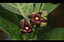 牛皮消-花02.JPG