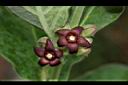 牛皮消-花03.JPG