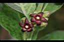 牛皮消-花04.JPG