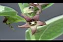 牛皮消-花05.jpg