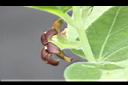 牛皮消-花側00.jpg