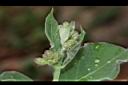 牛皮消-花苞00.JPG