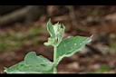 牛皮消-花苞01.JPG
