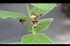 牛皮消-花01.jpg