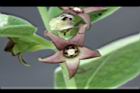 牛皮消-花06.jpg