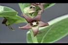 牛皮消-花07.jpg