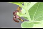 牛皮消-花側01.jpg