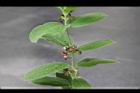 牛皮消-花序00.jpg
