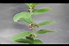 牛皮消-花序01.jpg