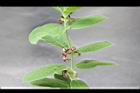 牛皮消-花序02.jpg