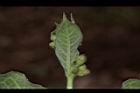 牛皮消-花苞03.JPG