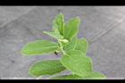牛皮消-花苞04.jpg