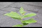 牛皮消14.jpg